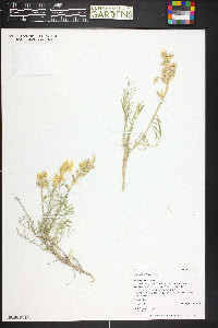 Astragalus flavus image