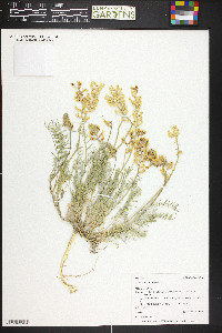 Astragalus flavus image