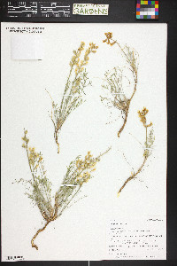 Astragalus flavus image