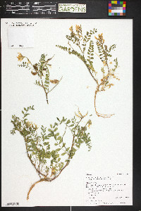 Astragalus lentiginosus var. palans image