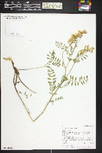 Astragalus scopulorum image