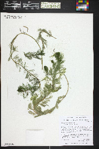 Myriophyllum sibiricum image