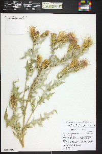 Cirsium arizonicum var. bipinnatum image