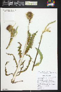 Cirsium eatonii image