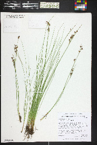 Juncus compressus image