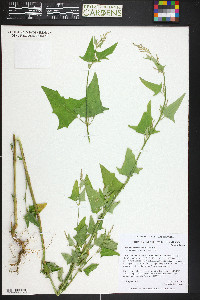 Chenopodium fremontii image