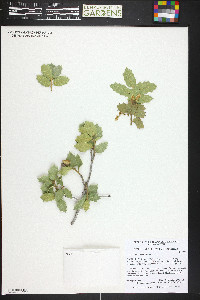 Quercus turbinella image