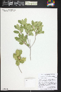 Quercus welshii image