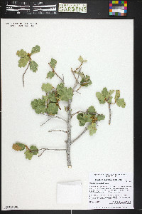 Quercus welshii image