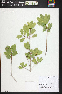 Quercus welshii image