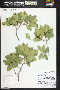 Quercus welshii image