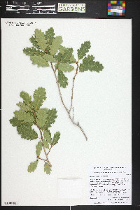 Quercus welshii image