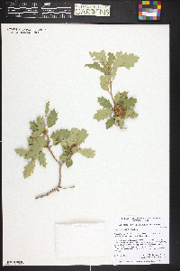 Quercus welshii image