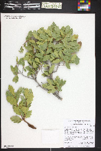 Quercus welshii image