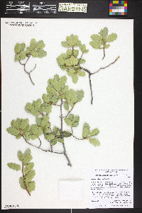 Quercus welshii image