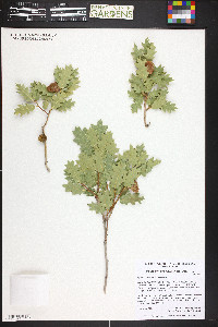 Quercus welshii image