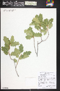 Quercus welshii image