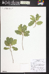 Quercus turbinella image