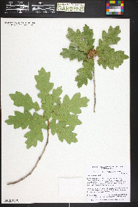 Quercus welshii image