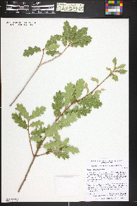 Quercus welshii image