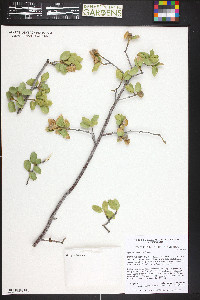 Quercus turbinella image