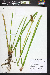 Acorus calamus image