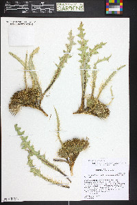 Cirsium scariosum var. americanum image