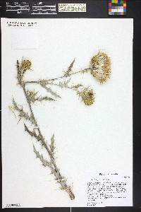 Cirsium tracyi image