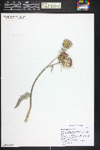 Cirsium tracyi image