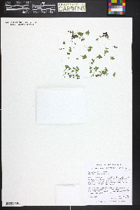 Spirodela polyrhiza image