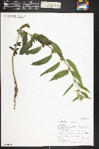 Urtica gracilis image