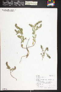 Verbena bracteata image