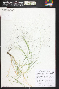 Muhlenbergia asperifolia image