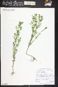 Dyssodia papposa image