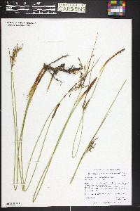 Juncus balticus subsp. balticus image