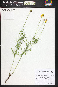 Ratibida columnifera image