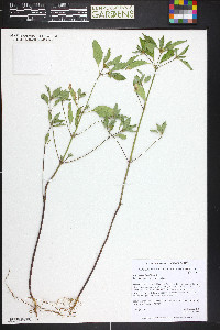 Euphorbia davidii image