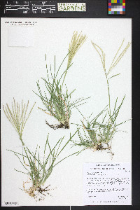 Chloris verticillata image