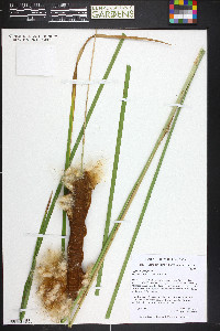 Typha angustifolia image