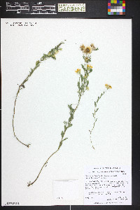 Heterotheca villosa var. villosa image