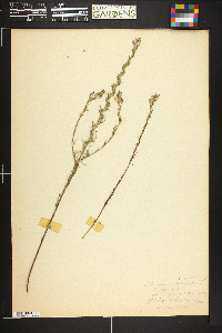 Orthocarpus purpureoalbus image