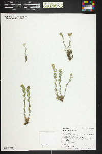 Draba aurea image