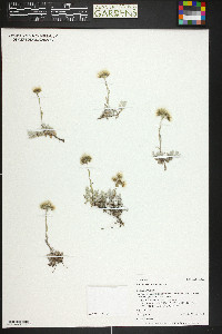 Antennaria umbrinella image