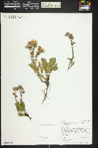 Symphyotrichum spathulatum var. spathulatum image