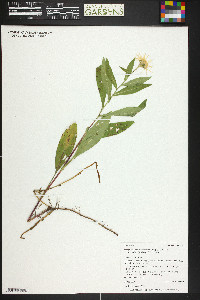 Symphyotrichum foliaceum var. canbyi image