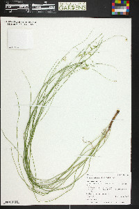 Stephanomeria tenuifolia image