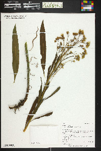 Senecio serra image