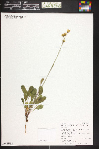 Packera streptanthifolia image