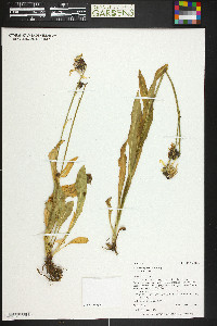 Senecio amplectens image