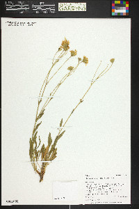 Platyschkuhria integrifolia image